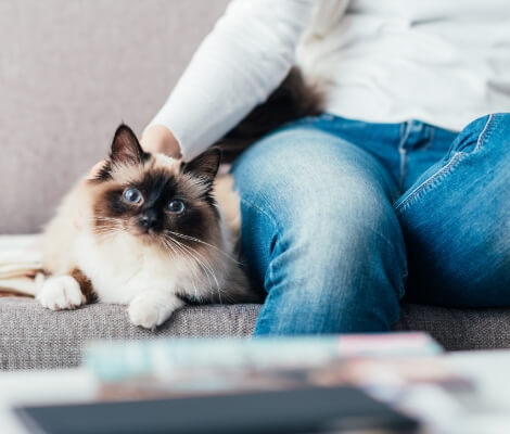 Representative pet-sitting photograph from the Woofie’s website. Credit: Woofie’s.