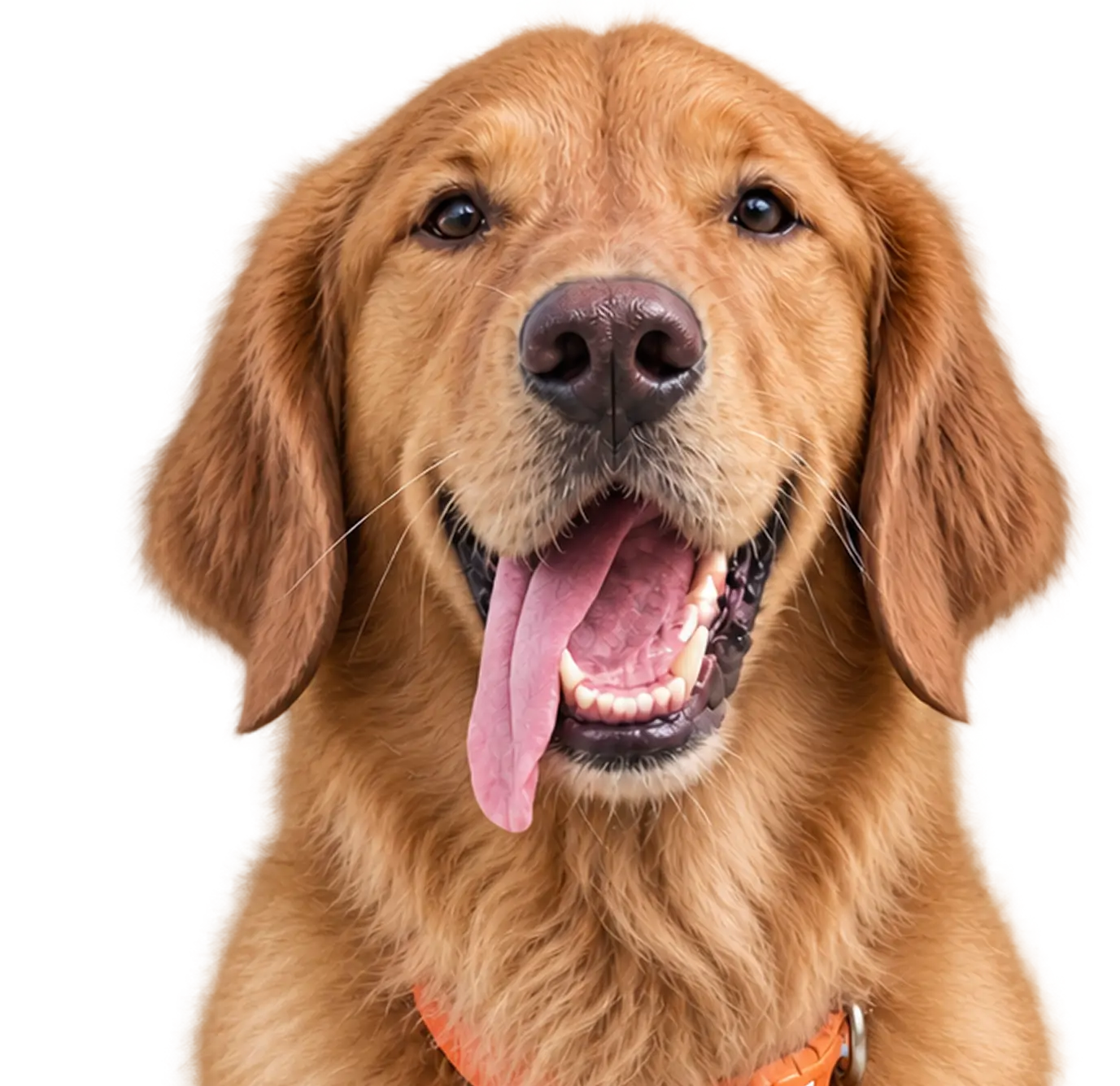 Dog portrait used on the Pack Pet Care website. Credit: Pack Pet Care.