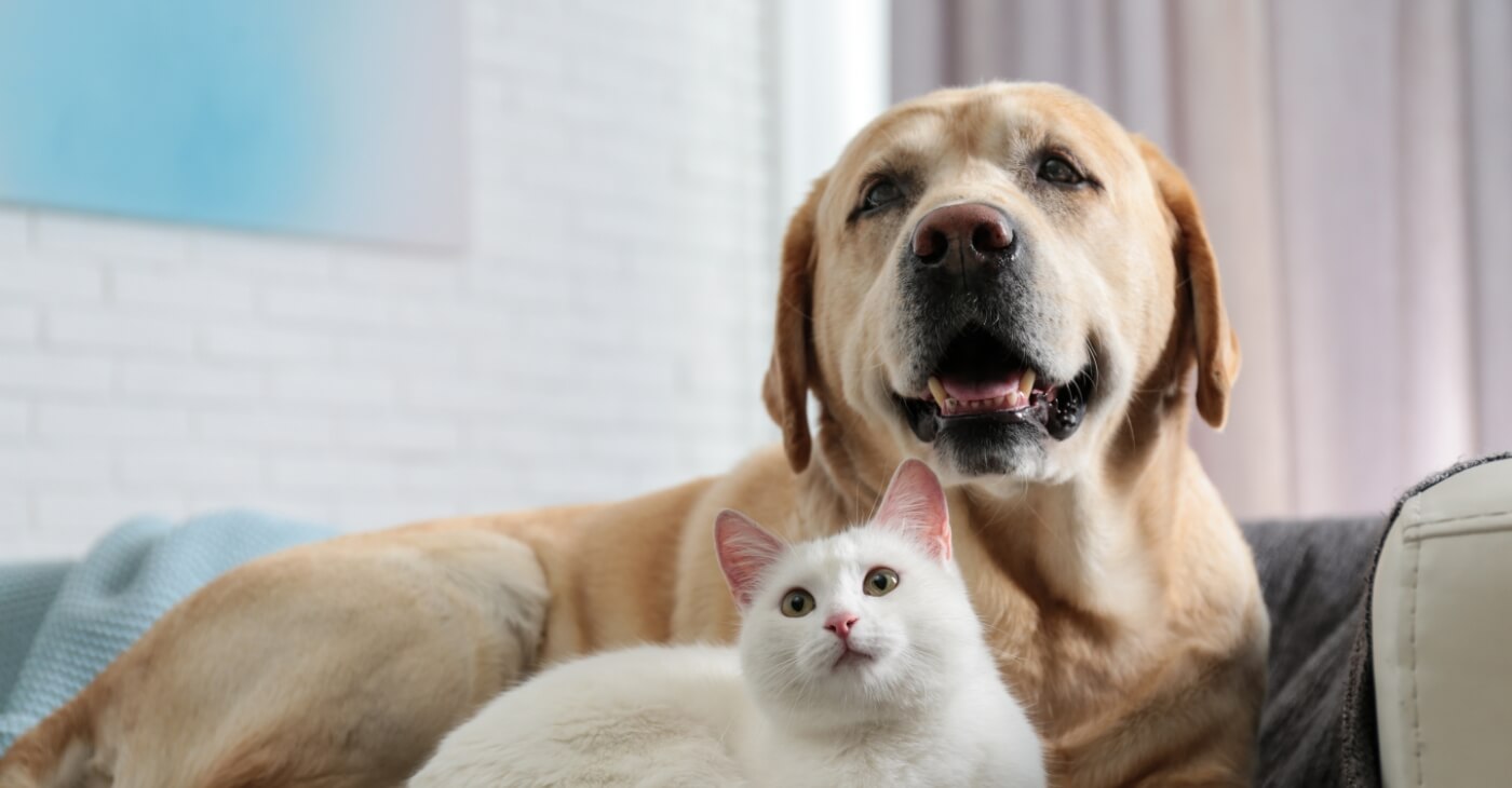 Representative pet photograph from the Woofie’s company website. Credit: Woofie’s.